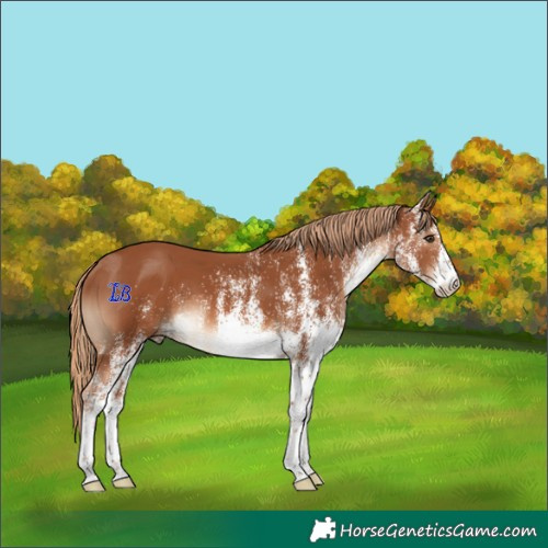 Horse Color:White Spotted Chestnut 