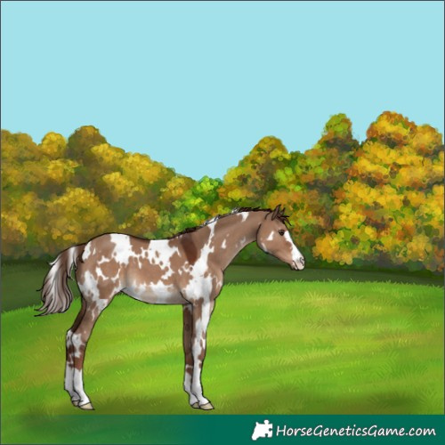Horse Color:White Spotted Liver Red Dun 