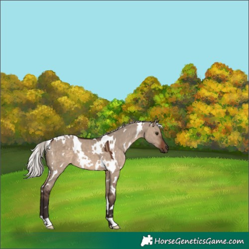 Horse Color:White Spotted Silver Brown Dun 