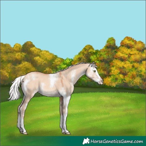 Horse Color:Silver Amber Champagne Dun Sabino Splash 