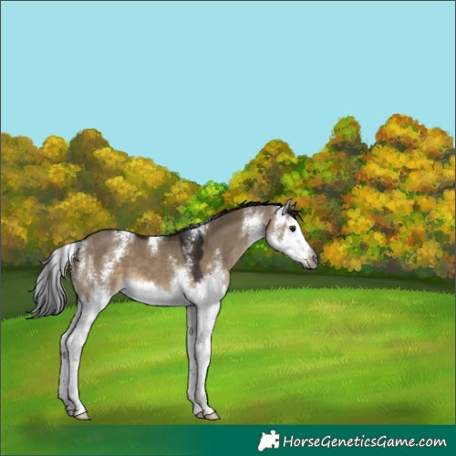 Horse Color:Gray Brown Dun Sabino Splash 