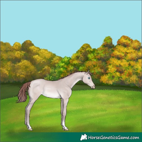 Horse Color:Gray Platinum Chocolate Buckskin Pearl Tobiano 