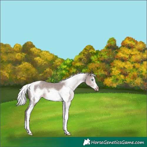 Horse Color:Gray Platinum Silver Smoky Creme Tobiano Frame 