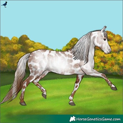 Horse Color:Gray Chestnut Appaloosa Rabicano 