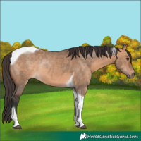 Horse Color:Bay Dun Tobiano Rabicano 