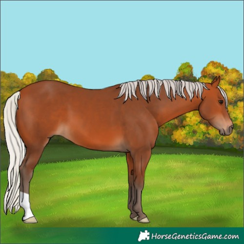 Horse Color:Silver Bay 