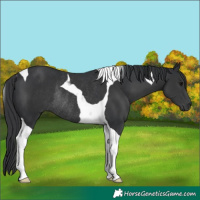 Horse Color:Black Tobiano Rabicano