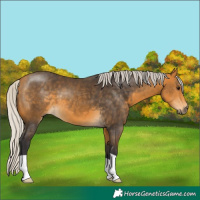 Horse Color:Silver Buckskin 