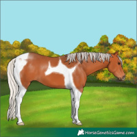 Horse Color:Silver Bay Tobiano