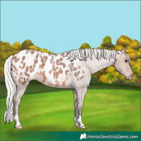 Horse Color:Silver Bay Roan Near Leopard 