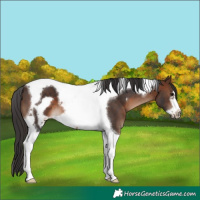 Horse Color:Brown Tobiano Frame 