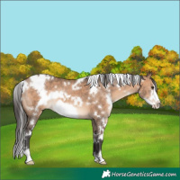 Horse Color:White Spotted Brown Dun Frame 