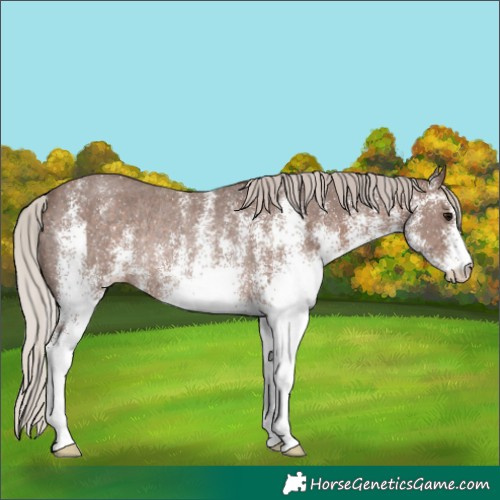 Horse Color:White Spotted Silver Black Rabicano