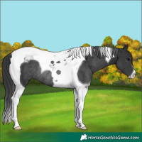 Horse Color:Black Tobiano Rabicano