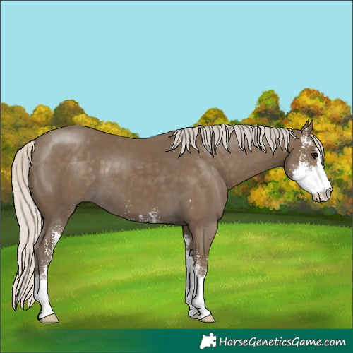 Horse Color:Silver Smoky Black Sabino 