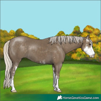 Horse Color:Silver Smoky Black Sabino 