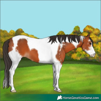 Horse Color:Bay Sabino Tobiano 