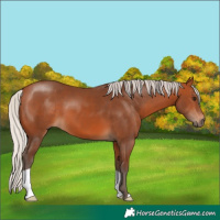 Horse Color:Silver Bay 
