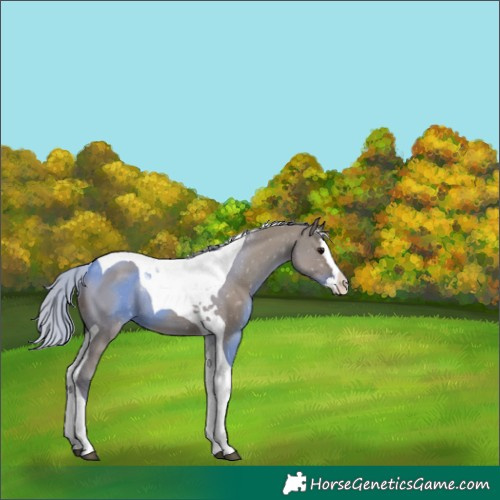 Horse Color:Silver Grullo Splash Tobiano 