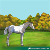 Horse Color:Silver Grullo Splash Tobiano
