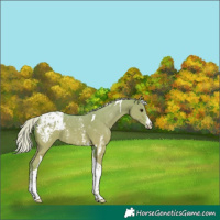 Horse Color:Watercolor Silver Grullo Sabino Tobiano Appaloosa