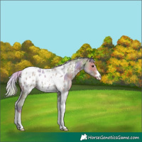Horse Color:Nacre Silver Grullo Sabino Tobiano Appaloosa 