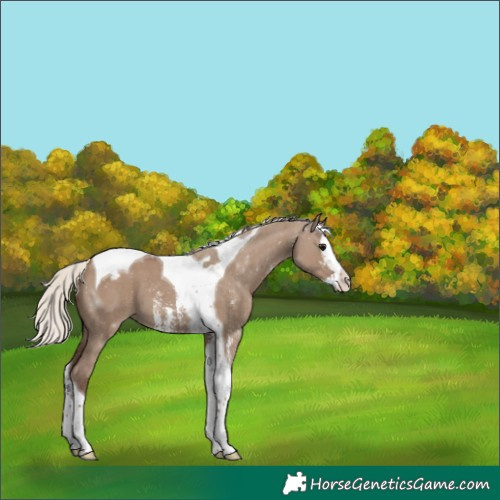 Horse Color:Silver Grullo Sabino Splash Tobiano Appaloosa