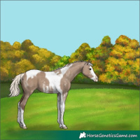 Horse Color:Silver Grullo Sabino Splash Tobiano Appaloosa