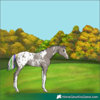 Horse Color:Painted Silver Grullo Sabino Tobiano Appaloosa
