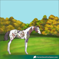 Horse Color:Nacre Grullo Splash Tobiano Appaloosa 