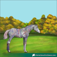 Horse Color:Nacre White Spotted Silver Grullo Sabino