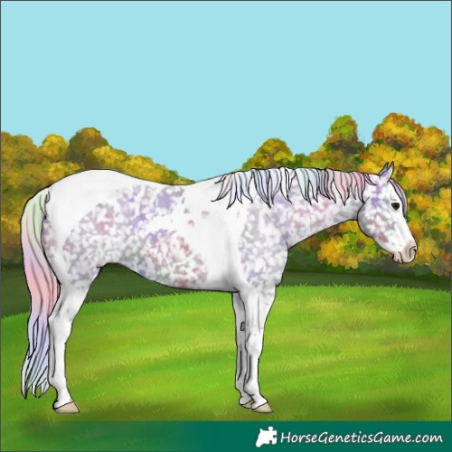 Horse Color:Nacre Silver Grullo Splash Tobiano Appaloosa 