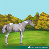 Horse Color:Nacre Silver Grullo Tobiano 