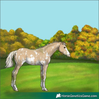 Horse Color:Watercolor White Spotted Silver Grullo Sabino Varnish 