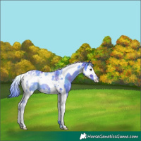 Horse Color:Nacre Watercolor Black Splash Tobiano Varnish 