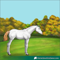 Horse Color:Painted Nacre Chestnut Sabino