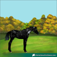 Horse Color:ERROR: UNKNOWN ANOMALY