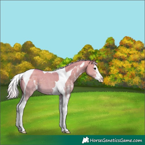 Horse Color:Watercolor Silver Grullo Sabino Splash Tobiano Appaloosa 