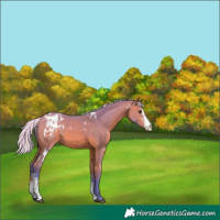 Horse Color:Watercolor White Spotted Silver Bay Dun Sabino Appaloosa
