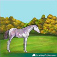 Horse Color:Nacre Bay Dun Splash Tobiano