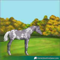 Horse Color:Watercolor White Spotted Silver Smoky Grullo Varnish