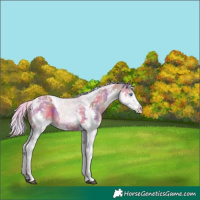 Horse Color:Nacre Silver Grullo Splash Tobiano Appaloosa