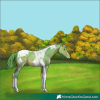 Horse Color:Watercolor Buckskin Dun Sabino Tobiano Appaloosa 