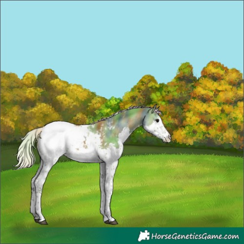 Horse Color:Nacre White Spotted Silver Grullo Splash Tobiano Appaloosa
