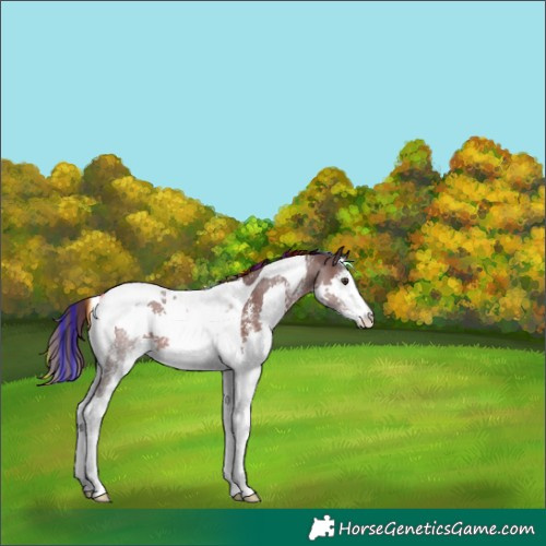 Horse Color:Painted Liver Chestnut Sabino Splash Tobiano Appaloosa