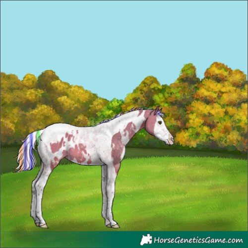 Horse Color:Painted White Spotted Silver Brown Dun Splash Tobiano Appaloosa