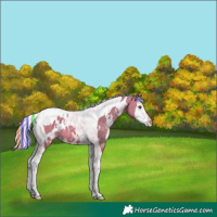 Horse Color:Painted White Spotted Silver Brown Dun Splash Tobiano Appaloosa 