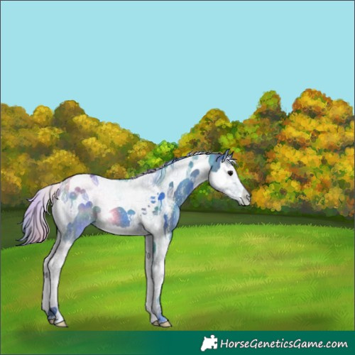 Horse Color:Nacre Watercolor Black Sabino Splash Tobiano Appaloosa 