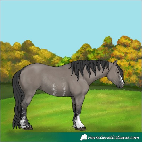 Horse Color:Grullo Sabino Rabicano 