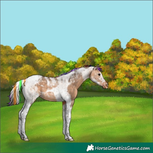 Horse Color:Painted Brown Dun Tobiano Appaloosa